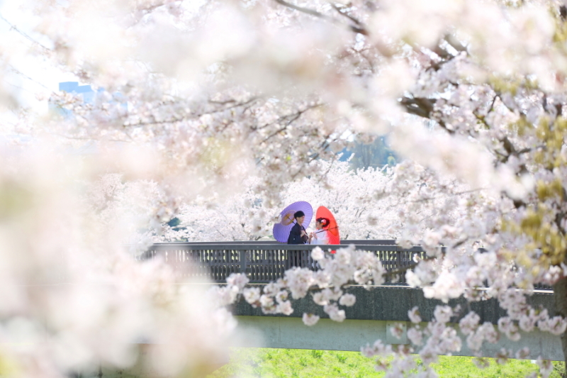 『桜フォト』受付開始しました！！