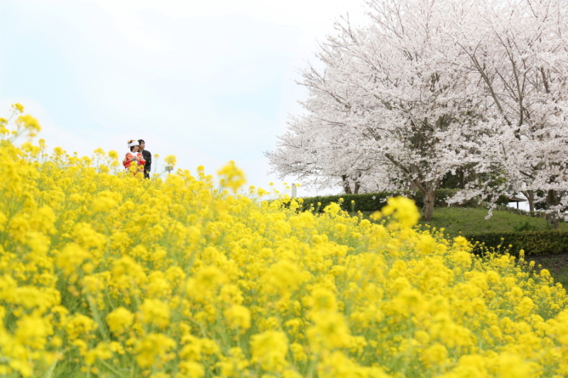 『桜フォト』受付開始しました！！