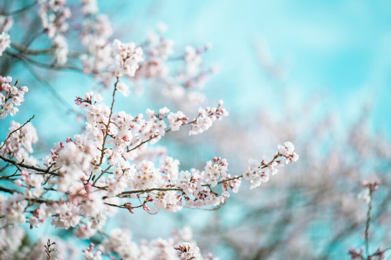 今年の桜撮影について