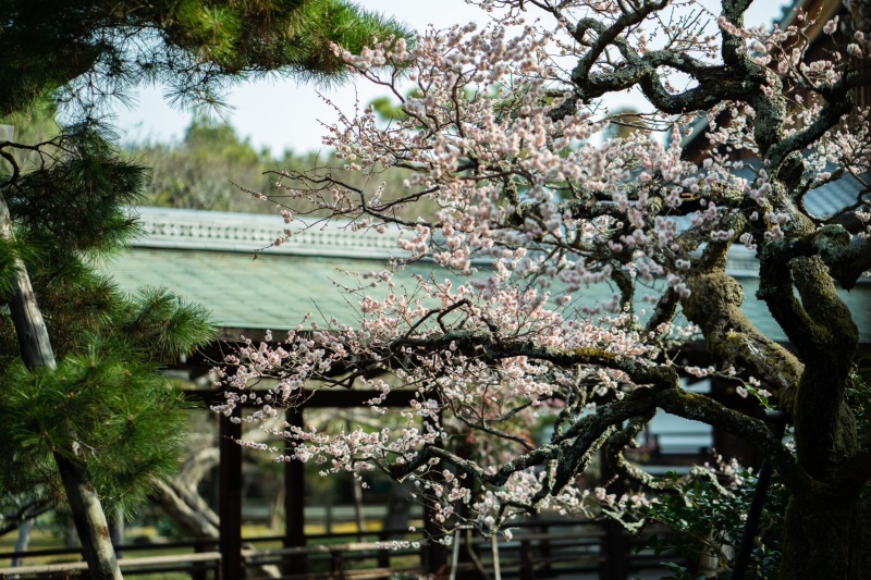 梅の大覚寺で和装前撮り