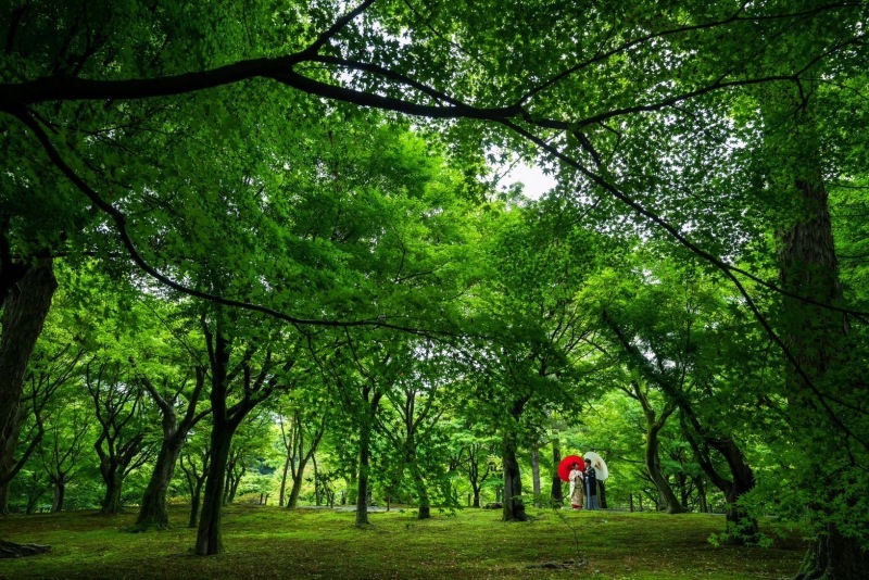 しっとりと撮影、東福寺編