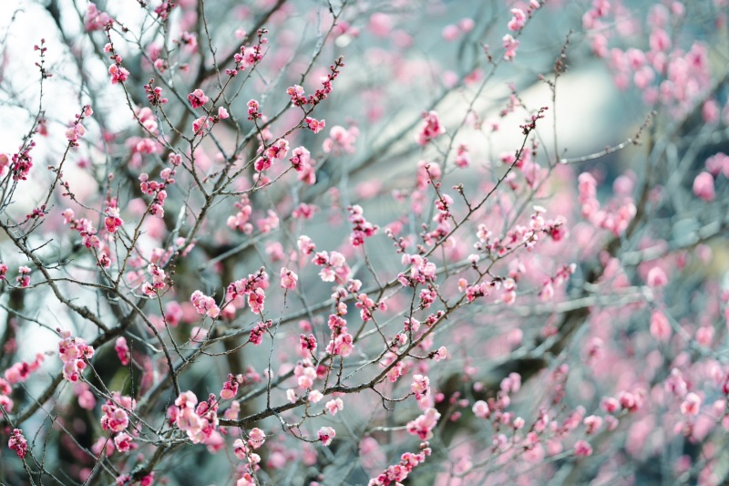 3月の梅の季節前撮りご案内
