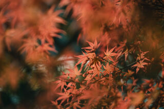 秋のご予約について