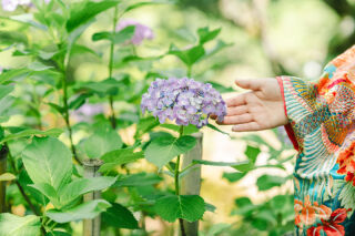 紫陽花ショット