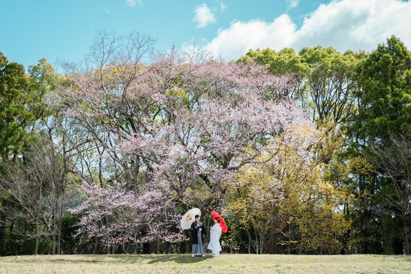 桜シーズン前半