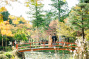 大原野神社の紅葉