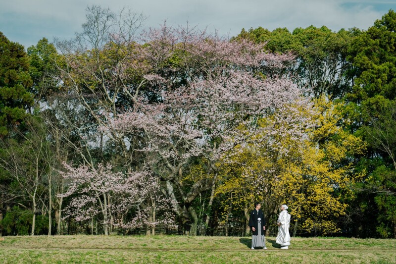 桜の季節に大覚寺で和装前撮りをご検討の方へ