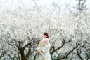梅の大覚寺のお知らせ