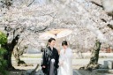 八重桜が咲き誇っております。