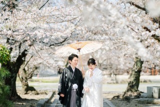 八重桜が咲き誇っております。