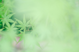 Newアシスタントのご紹介