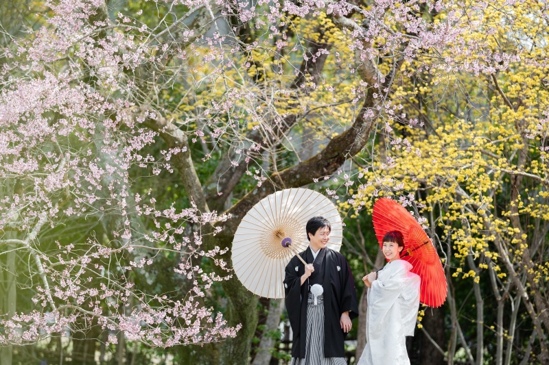 早咲きの桜、遅咲きの梅(大覚寺)