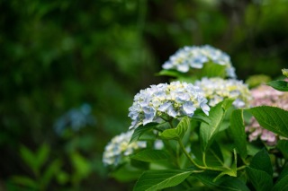 新キャンペーン 『紫陽花 シーズンのフォトウェディング』
