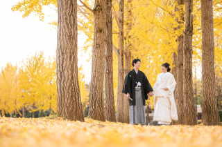 イチョウの絨毯