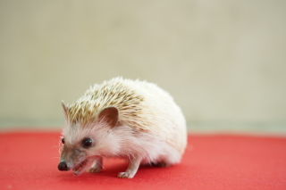 ハリネズミくん