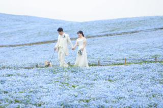 ネモフィラ絶景撮影★ラスト受付