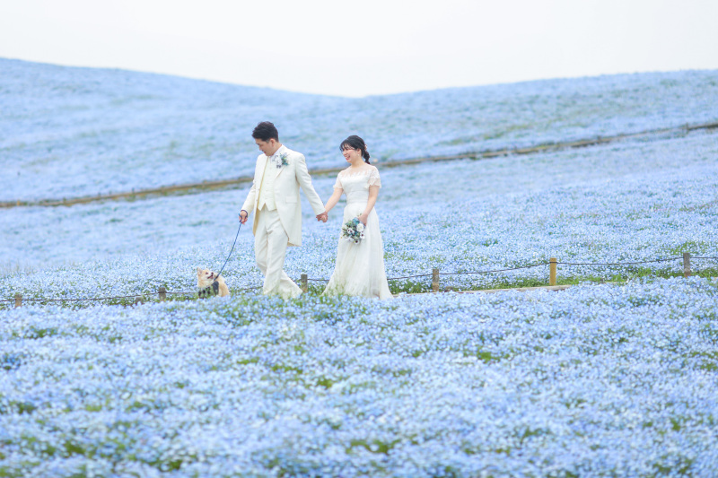 ネモフィラ絶景撮影★ラスト受付
