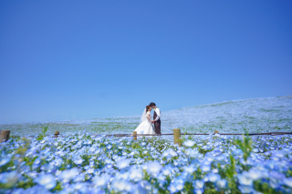 青い絨毯「ネモフィラ」