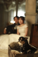 【タイトル案】 愛犬と一緒に♡スタジオ洋装フォトで叶えるあたたかいひととき