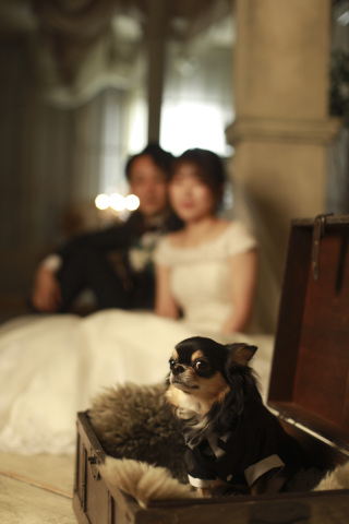 【タイトル案】 愛犬と一緒に♡スタジオ洋装フォトで叶えるあたたかいひととき