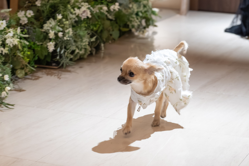 ワンちゃんと一緒に過ごす結婚式