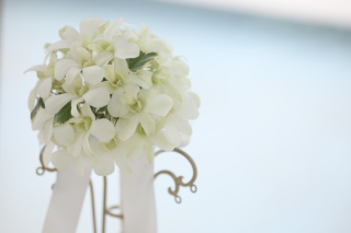 生花ラインナップ♪