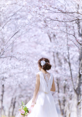 敷地内の桜並木は全開です!!