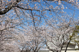 サクラヒルズ満開