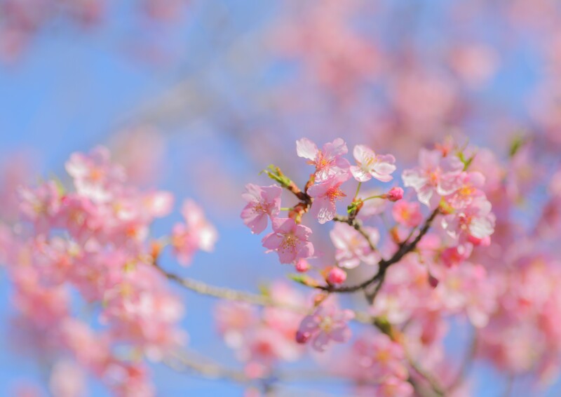 3月、4月の撮影日の空き状況について