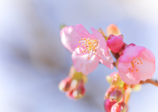 敷地内の河津桜が咲き始めました♪