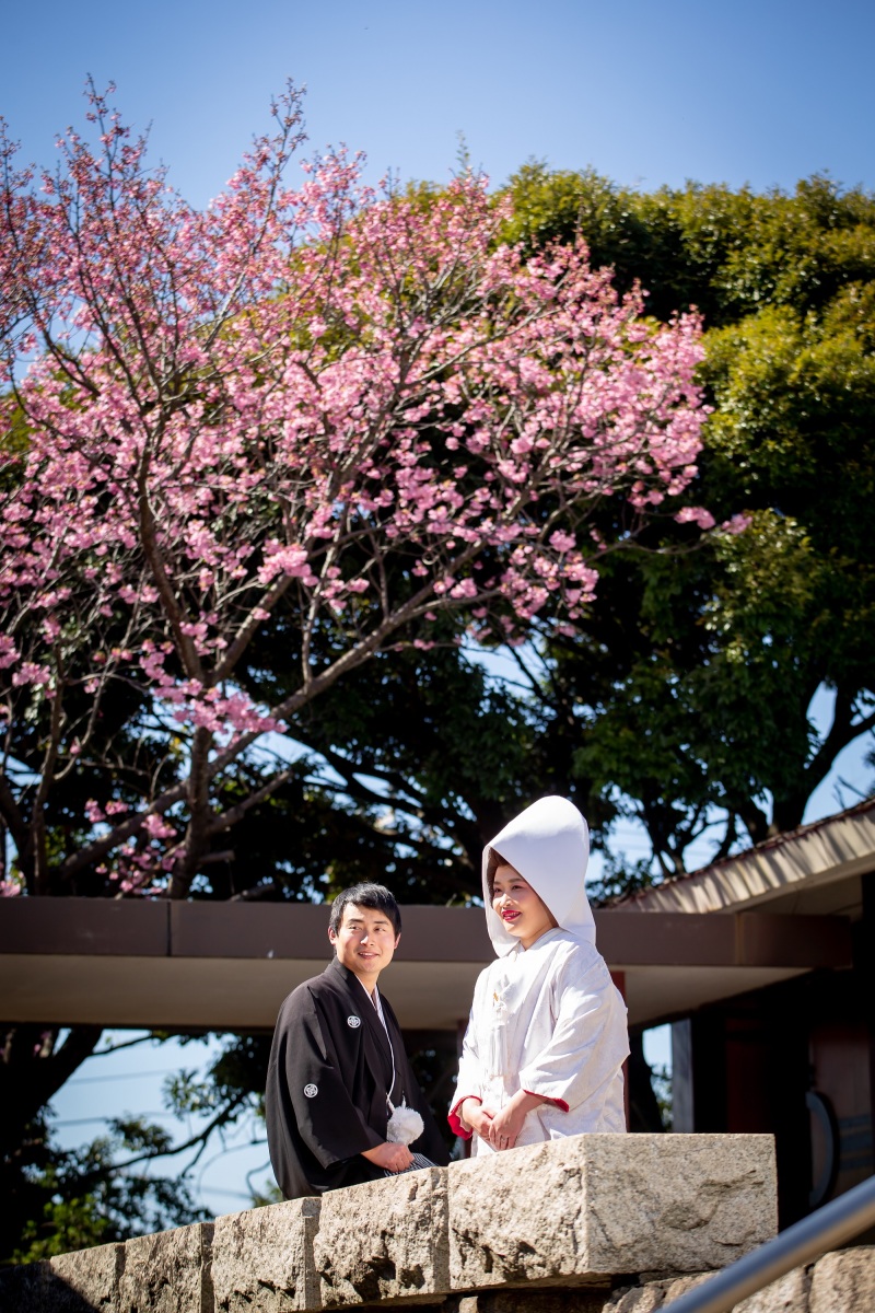 【護国神社】緋寒桜が咲き始めました❀