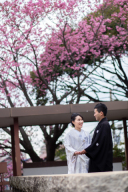 2019緋寒桜咲いてます