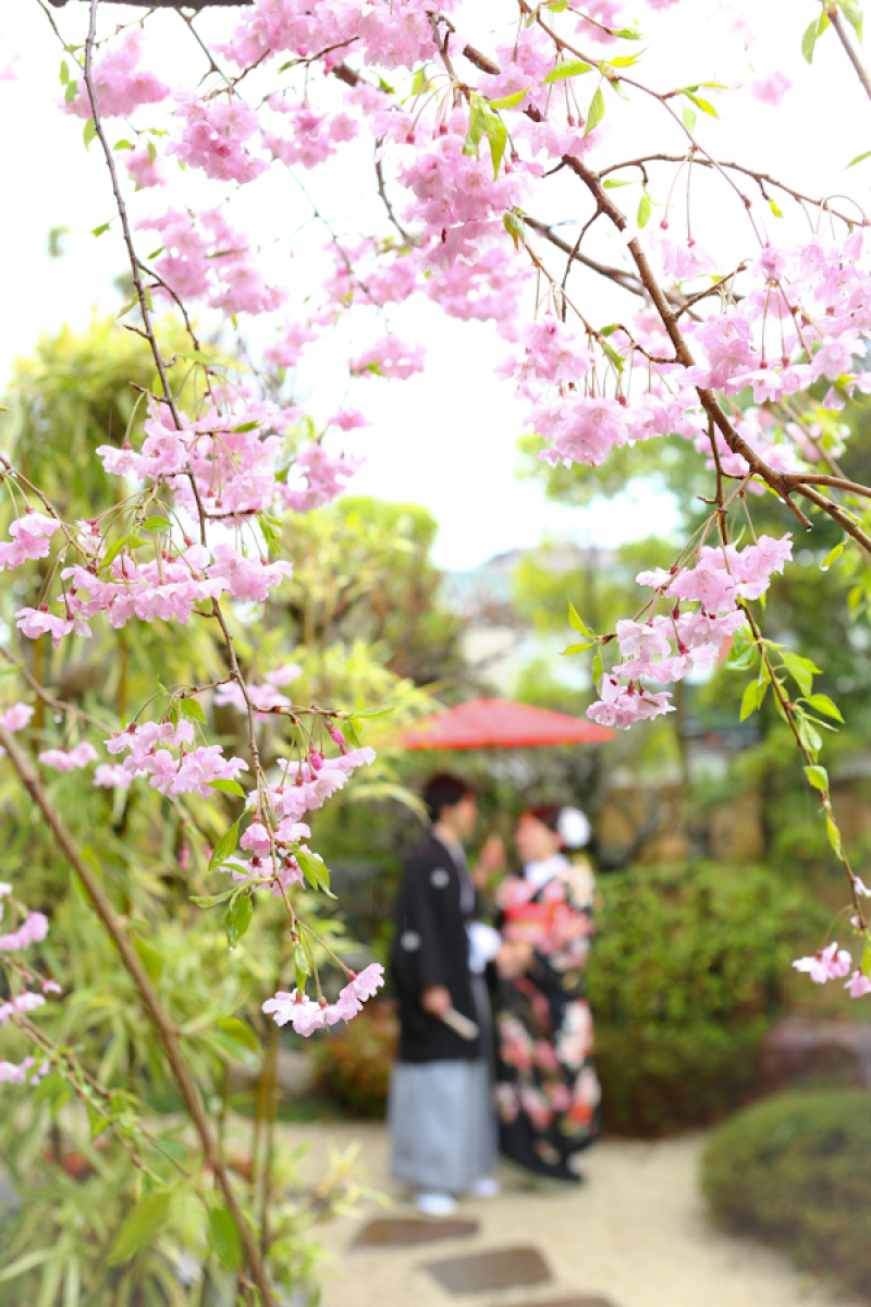 4月中旬からは新緑＆枝垂桜