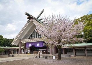 【護国神社】本日の桜の様子❀