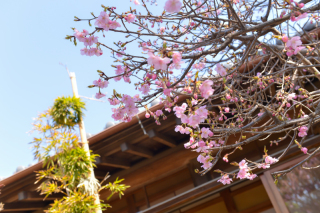 《四季亭》河津桜開花しました❁