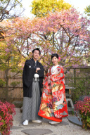 四季亭の河津桜