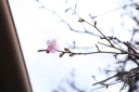 河津桜と3月上旬の空き状況です♪