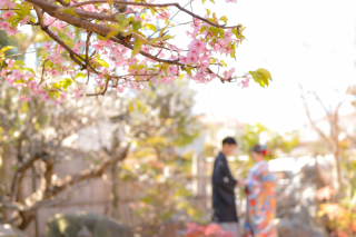 河津桜の様子です❀