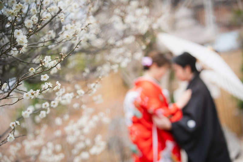 河津桜　2月下旬～3月上旬