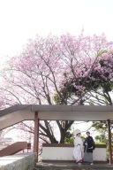 護国神社の桜が咲きました❀