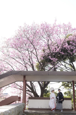 護国神社の桜が咲きました❀