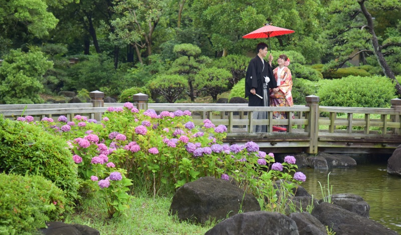 紫陽花ならこの時期が狙い目です！