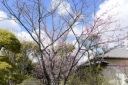 3月になりました❀現在の河津桜の状況♪