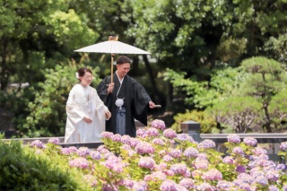 6月はあじさいシーズン❁