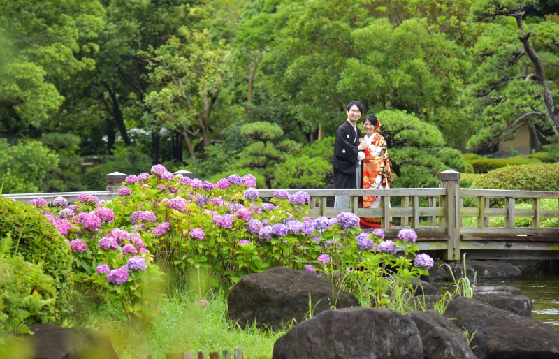 紫陽花ならこの時期が狙い目です！