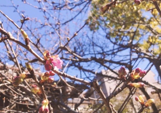 河津桜の開花について