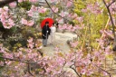 四季亭の河津桜が見頃です❀