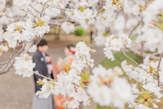 【桜シーズン】もうすぐです✨