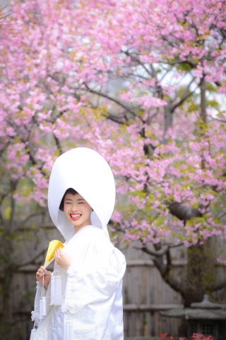 ❀四季亭の河津桜❀