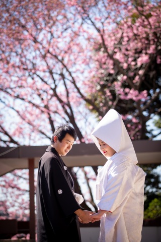 【護国神社】緋寒桜が咲き始めました❀